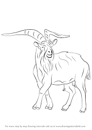 Relatively the males have larger horns than a female. Learn How To Draw A Wild Goat Wild Animals Step By Step Drawing Tutorials