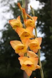 Image result for Gladiolus dalenii