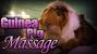Pregnant Baby Newborn Guinea Pig
