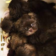 The shih tzus we know and love today. Basket Full Of Chocolate Shih Tzu Puppies By Sunnybelle Shih Tzus Shih Tzu Puppy Puppies Shih Tzu Dog