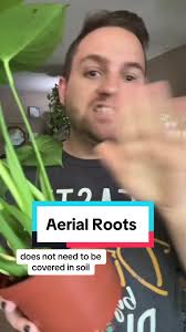 Have you ever wondered what those things are coming out of the stems of  your plants? #Indoorplants #houseplantcare #planttok #plantguy  #indoorplantcare #plantsoftiktok #planttips #aerialroots