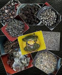 Menurut daris (2001), terdapat beberapa jenis perjanjian yaitu sebagai berikut. Penang Kini Macam Macam Jenis Siput Ada Kerang Pun Ada Facebook