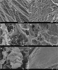 Maybe you would like to learn more about one of these? Binding Selectivity Of Dietary Polyphenols To Different Plant Cell Wall Components Quantification And Mechanism Sciencedirect