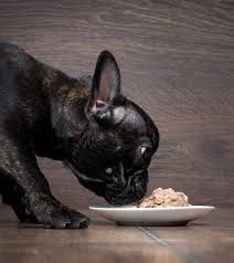 Recommended feeding stations for french bulldog puppies. Best Food For French Bulldogs And Their Special Requirements