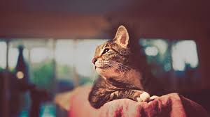 Arzuhanla Oooof Of Bugunde Aksam Oldu Anime Kedi Hayvan Fotografciligi Hayvanlar