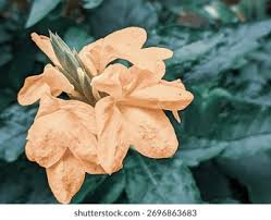 Image result for Crossandra puberula