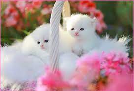 White Fluffy Kitens In A Basket Desktop Nexus Wallpapers Kittens Cutest White Persian Kittens Cute Animals