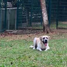 If you want to bring your pets with you but they don't have any direct flight from your country to go there or come from there. Pet Move Of The Month Cody And Ryder Move To Singapore Petrelocation