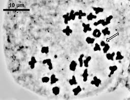 Image result for Cheilanthes schimperi