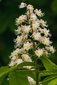 Check spelling or type a new query. Chestnut Tree Flowers Photograph By Krzysztof Fedak