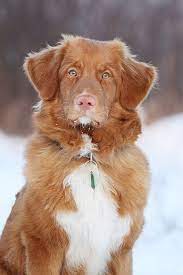 Nova Scotia Duck Tolling Retriever Absolute Most Handsome Nova Scotia Duck Tolling Retriever Nova Scotia Duck Tolling Retriever