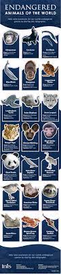 Infographic Endangered Animals From Around The World Endangered Animals Animal Conservation Animals Of The World