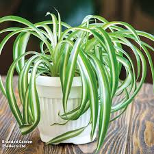 Image result for Chlorophytum andongense