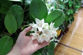 All require good drainage, perlite or orchid bark can also be used to increase drainage. Episode 82 Growing Hoyas Aka The Wax Plant Jane Perrone