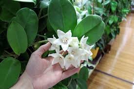 I love hoyas in general, but hoya obovata is definitely in my top favorites! Episode 82 Growing Hoyas Aka The Wax Plant Jane Perrone