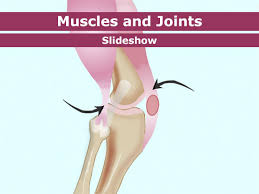 Learn vocabulary, terms and more with flashcards, games and other study tools. Your Muscles For Kids Nemours Kidshealth