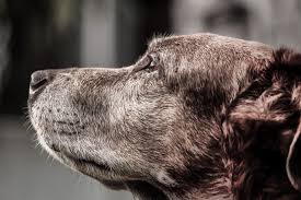 Your veterinarian and veterinary oncologist will be able to provide tips create your account. What Is The Life Expectancy Of Dogs With A Brain Tumor Canna Pet