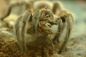 They are omnivores and feed on other insects which include spiders. File Chilean Spider Eating Crickets Hair Brushed Jpg Wikimedia Commons