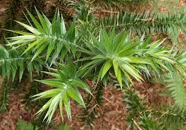 It took 8% with 10 days below freezing with minor damage. Araucaria Angustifolia Trees And Shrubs Online
