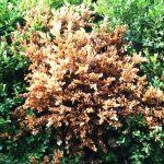 This disorder can discolor and damage your mature plants. Boxwood Problems Reasons For Boxwood Turning Yellow Or Brown