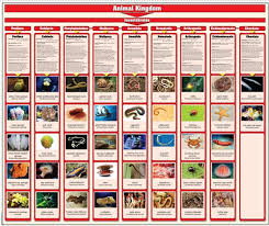 Montessori Materials Animalia Kingdom Charts With Cards