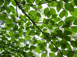Check spelling or type a new query. Kousa Dogwood Tree Of The Week Bygl