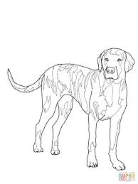 American Black And White Hound Dog Plott Hound Outline Plott Hound The Fox And The Hound Hound