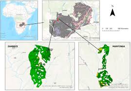 Image result for Cryptosepalum exfoliatum