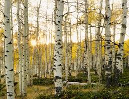 Summer is a time of brilliant color in the mountains. Aspen Tree Care Leaf Spot Disease