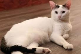 Photo black cat market black cat cafe small cafe hidden away at north hills closed. The Black Cat Market Is Pittsburgh S Newest Cat Cafe Pittsburgh Magazine