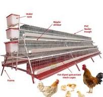 Professional Manufacturers Chicken Breeding Cage Type a Egg Laying Hen Cage  Layer Battery Cage for Sale
