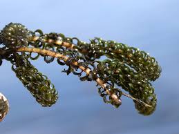 Image result for Lagarosiphon major