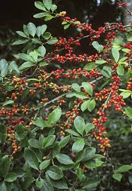 Image result for Erythroxylaceae