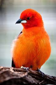 Black And White Spotted Bird With Red Neck Pin On Oh Orange