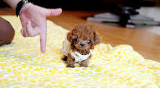 Tiny Micro Teacup Poodle Puppy | Teacup poodle puppies, Teacup ...