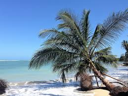 Follow us as we navigate our new lives in costa rica! Direktfluge Zurich Costa Rica Ab 736 Billigflug Finden Mit Direktflug De