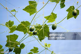 Image result for Melothria