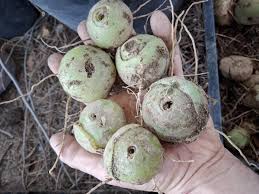 Image result for Volusia amboinensis