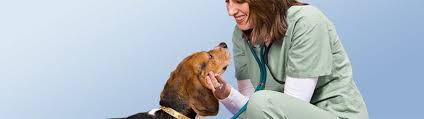 Hours may change under current circumstances Pet Insurance For Routine Care Petco
