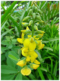 Image result for Crotalaria retusa