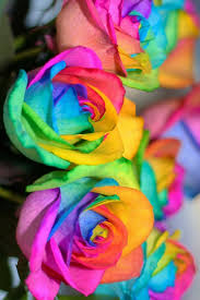 pin by kenny velis on most beautiful colorful photography colorful roses rainbow roses rose
