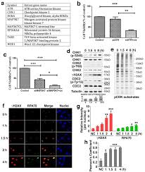 Any leak from amy b asmr? Wee1 Inhibition Targets Cell Cycle Checkpoints For Triple Negative Breast Cancers To Overcome Cisplatin Resistance Scientific Reports