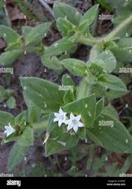 Image result for Richardia scabra