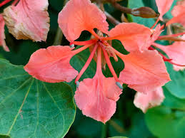 Image result for Habenaria galpinii