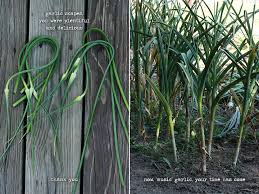 According to garden betty , when garlic's leaves are still partially green and its leaves start to die from the bottom up, garlic is ready to be picked. Garlic Harvest Twenty Twelve Soupaddict