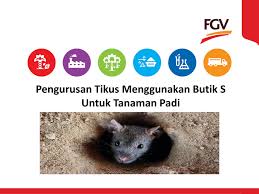 Mount ekar's tarmac gives way to tracks and trails and the mountain epitomises the special the ekar component line was born of the mountain, specifically engineered to deliver everything in a. Maklumat Butik S Kegunaan Di Sawah Padi Flip Ebook Pages 1 22 Anyflip Anyflip