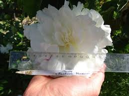 как приготовить настойку из цветков пиона в домашних условиях Pion Festiva Maksima Festivamaxima Foto I Opisanie Otzyvy