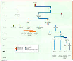 Primate Taxonomic Classification This Abbreviated Taxonomy