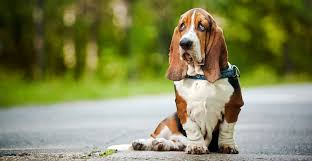 Since this is a hybrid, many established kennel organizations do not 4. 36 Basset Hound Mixes To Fall In Love With Right Now K9 Web
