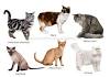 Different Cat Breeds with Pictures